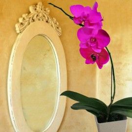 Spray Pink colour Phalaenopsis Orchid