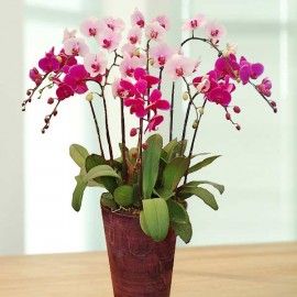 Live Phalaenopsis Orchids Mixed Color Potted Plant ( 10 Sprays )