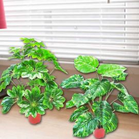 Artificial Schefflera Plants & Money Plant 60cm Height