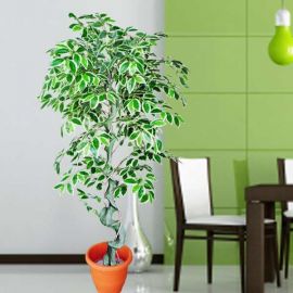 Artificial Ficus Benjamina Tree 5 Ft
