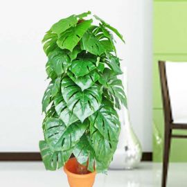 Artificial Monstera Plant 120cm Height