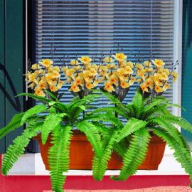 Artificial Orchids & Boston Ferns in 60cm Long Planter Box