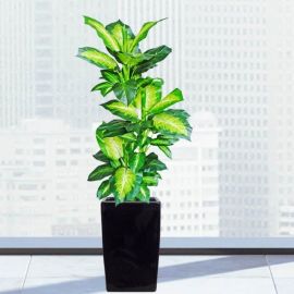 Artificial Dieffenbachia Plant With Fiberglass Planter Total Height 160cm