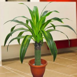 Artificial Dracaena Plant 108 cm Height