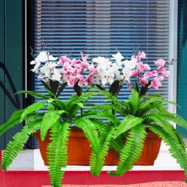 Artificial Orchids & Boston Ferns in 60cm Long Planter Box