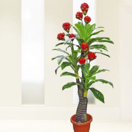 Artificial Ginger Plant 160cm Height ( 9 Flowers )