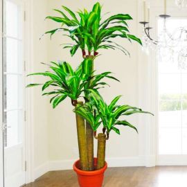 Artificial Dracaena Plants 5 Feet Height