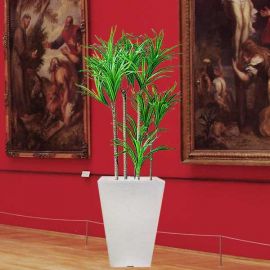 Artificial Plant - Dracaena marginata One Meter Height