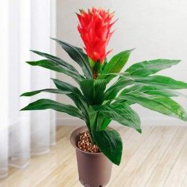 Artificial 55cm Height Ginger Flowering Plant