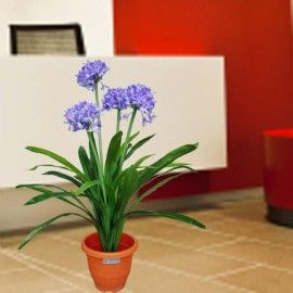 Artificial Agapanthus Flowering Plant 1m Height