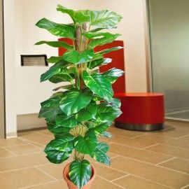 Artificial Money Plant 150cm
