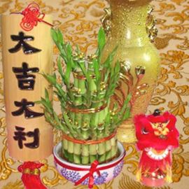 Lucky Bamboo with Gold Ingot 