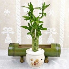 Mini Dracaena Lucky Bamboo (Dracaena Sandcrana)