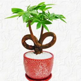 Money Tree Plant (Pachira aquatica) 23cm Height