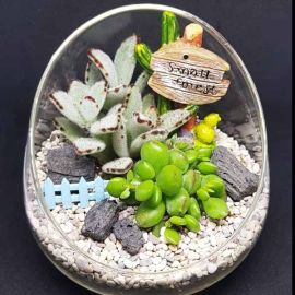 Mini 12cm Succulents Terrarium Bowl