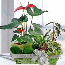 5 Assorted Plants in a Basket