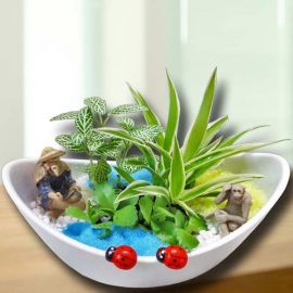 3 Mini Live Plants With Fisherman Terrarium