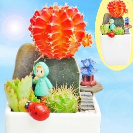 Mini Cactus Garden