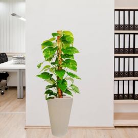 Money Plant In Cream Color Pot 110cm total Height