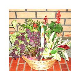 Assorted Flowering Plants For Indoor Garden