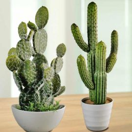 2 Fake Cactus 50cm And 60cm