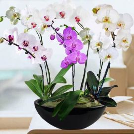 Live Phalaenopsis Orchids Mixed Color