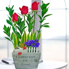 3 Mini Cactus in Pot & 3 Red Roses Arrangement