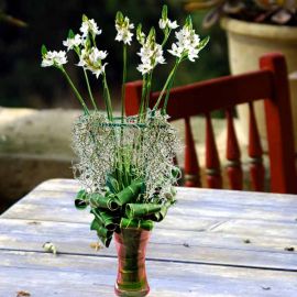 Ornithogalum Flowers With Live Hanging Air Plant in Glass Vase